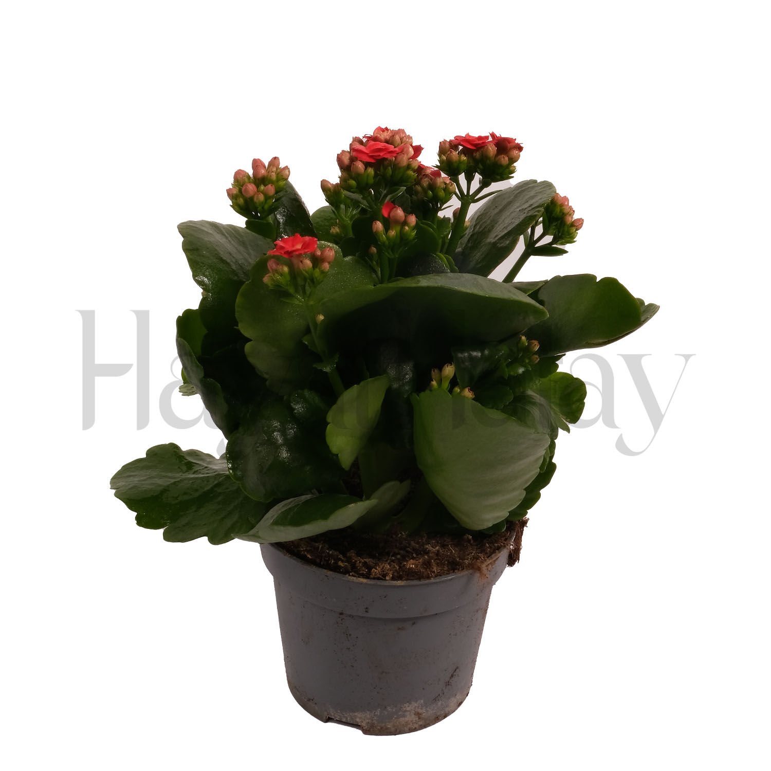Kalanchoe (Kalanşo Çiçeği) - Tohumla Güçlenen Eller Kadın Kooperatifi