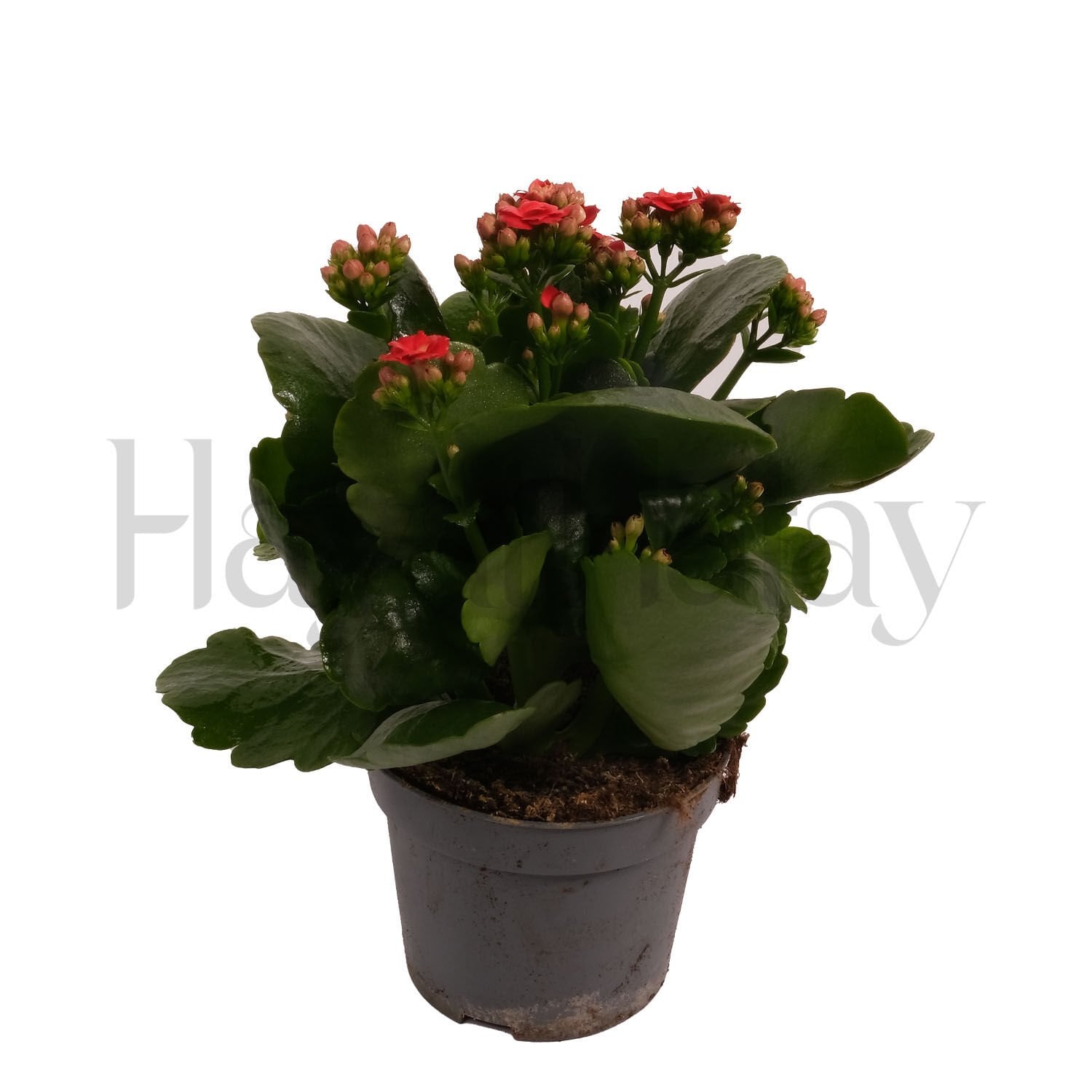 Kalanchoe (Kalanşo Çiçeği) - Tohumla Güçlenen Eller Kadın Kooperatifi