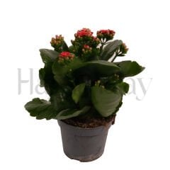 Kalanchoe (Kalanşo Çiçeği) - Tohumla Güçlenen Eller Kadın Kooperatifi