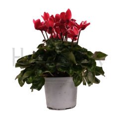 Siklamen - Tohumla Güçlenen Eller Kadın Kooperatifi