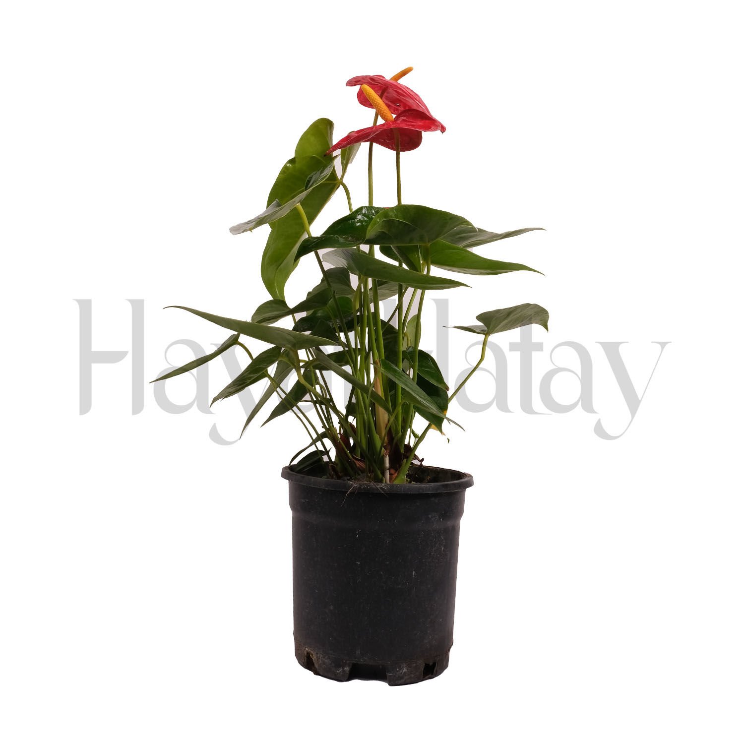 Antoryum - Tohumla Güçlenen Eller Kadın Kooperatifi