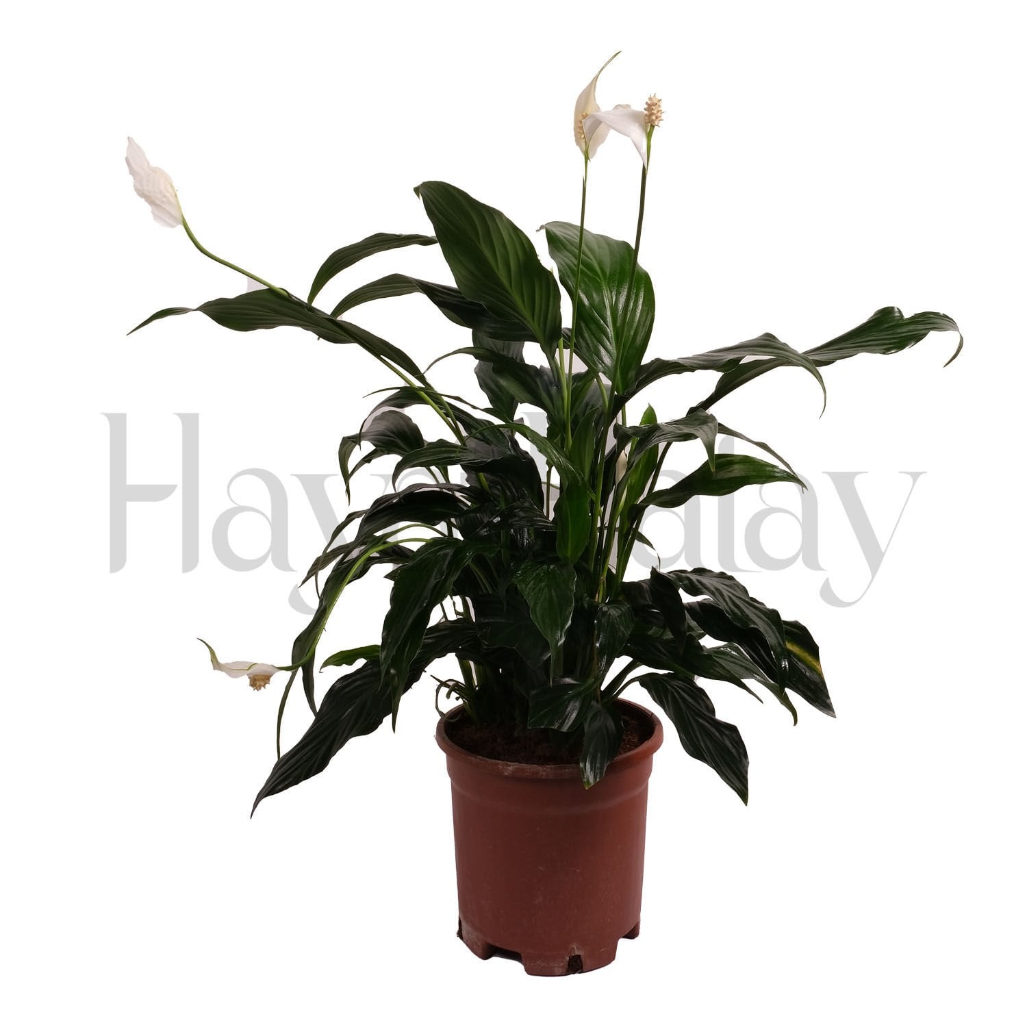 Spatifilyum (Barış Çiçeği) - Tohumla Güçlenen Eller Kadın Kooperatifi