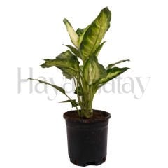 Difenbahya Camila - Tohumla Güçlenen Eller Kadın Kooperatifi