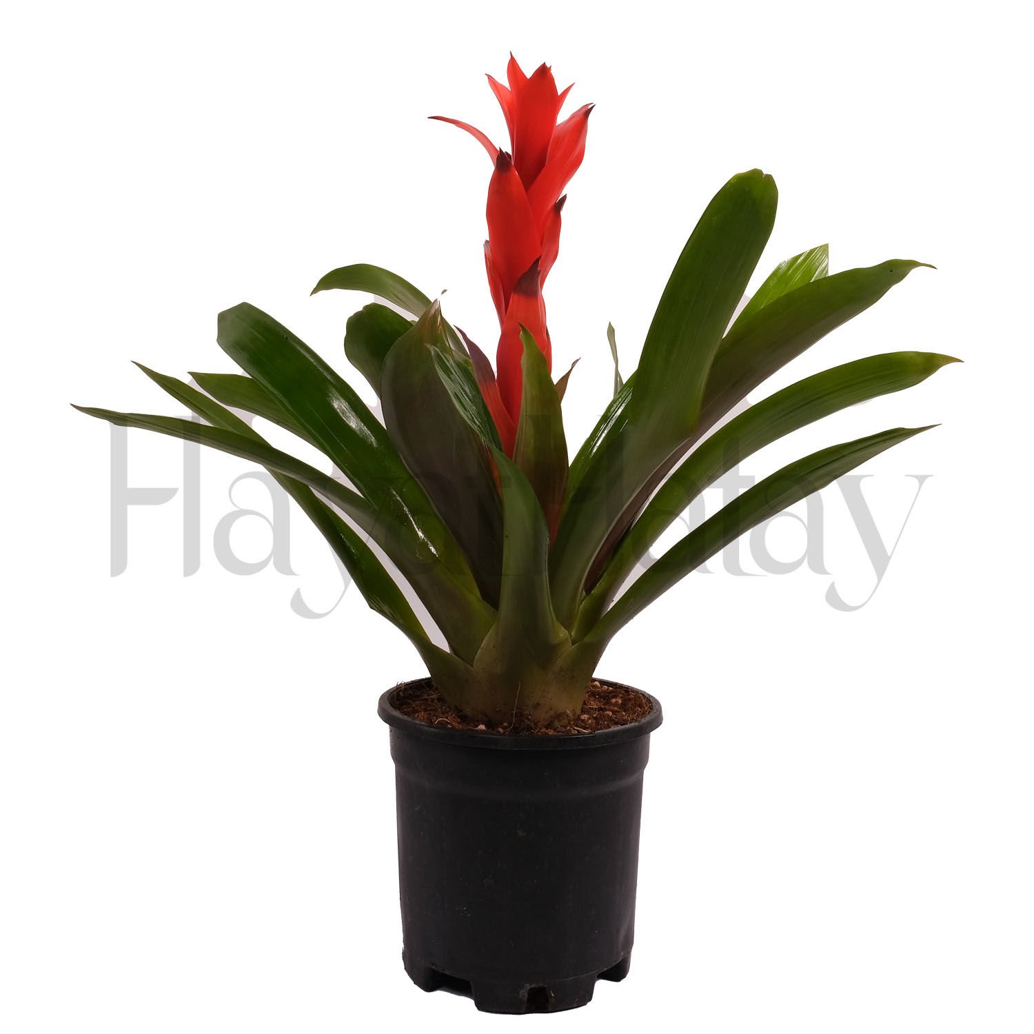 Guzmanya Çiçeği - Tohumla Güçlenen Eller Kadın Kooperatifi