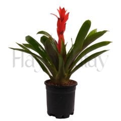 Guzmanya Çiçeği - Tohumla Güçlenen Eller Kadın Kooperatifi