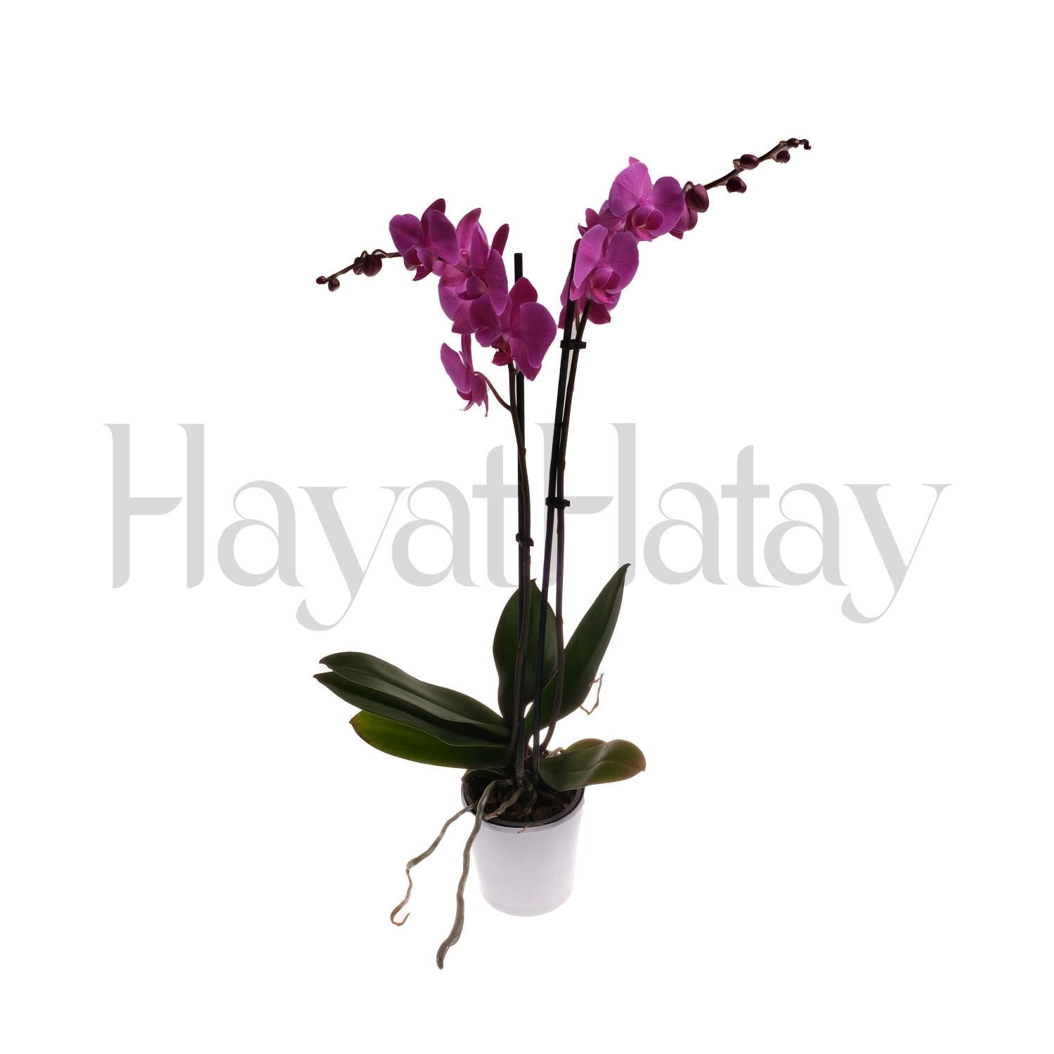 Çift Dallı Mor Orkide - Tohumla Güçlenen Eller Kadın Kooperatifi