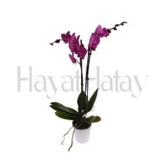 Çift Dallı Mor Orkide - Tohumla Güçlenen Eller Kadın Kooperatifi
