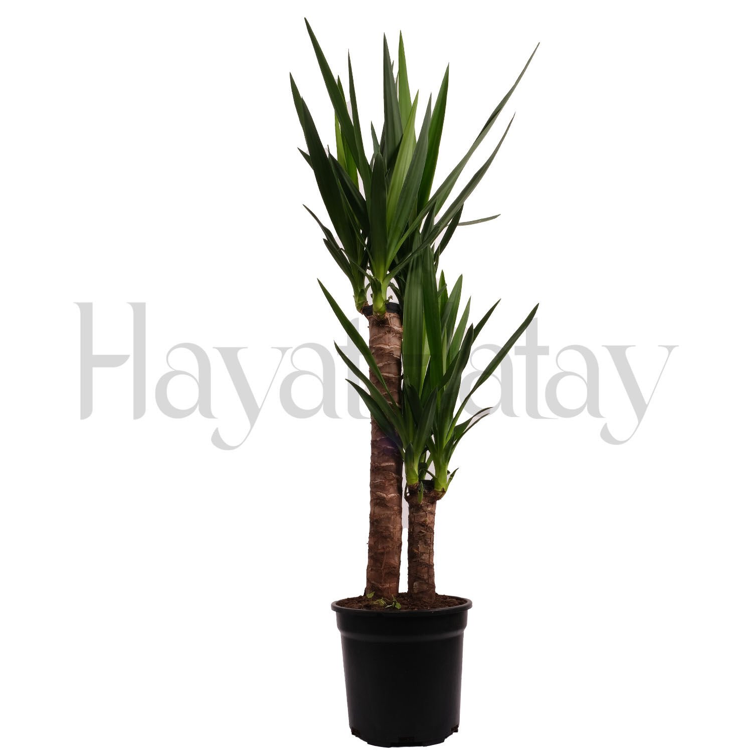 İkili Yukka (Yucca) - Tohumla Güçlenen Eller Kadın Kooperatifi