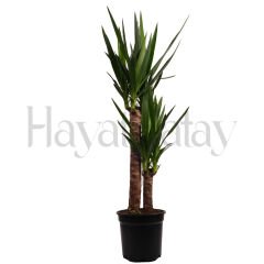 İkili Yukka (Yucca) - Tohumla Güçlenen Eller Kadın Kooperatifi