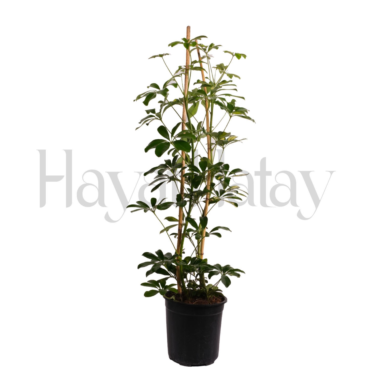 İkili Şeflera - Tohumla Güçlenen Eller Kadın Kooperatifi