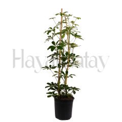 İkili Şeflera - Tohumla Güçlenen Eller Kadın Kooperatifi