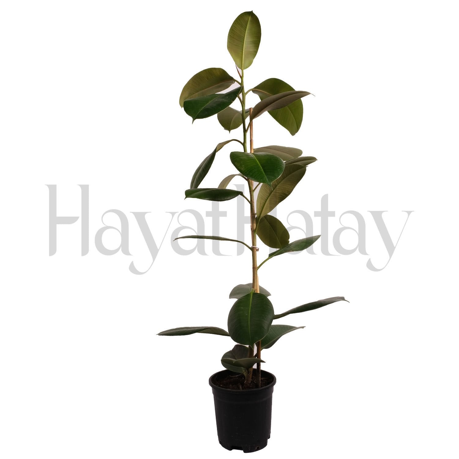 Kauçuk - Tohumla Güçlenen Eller Kadın Kooperatifi