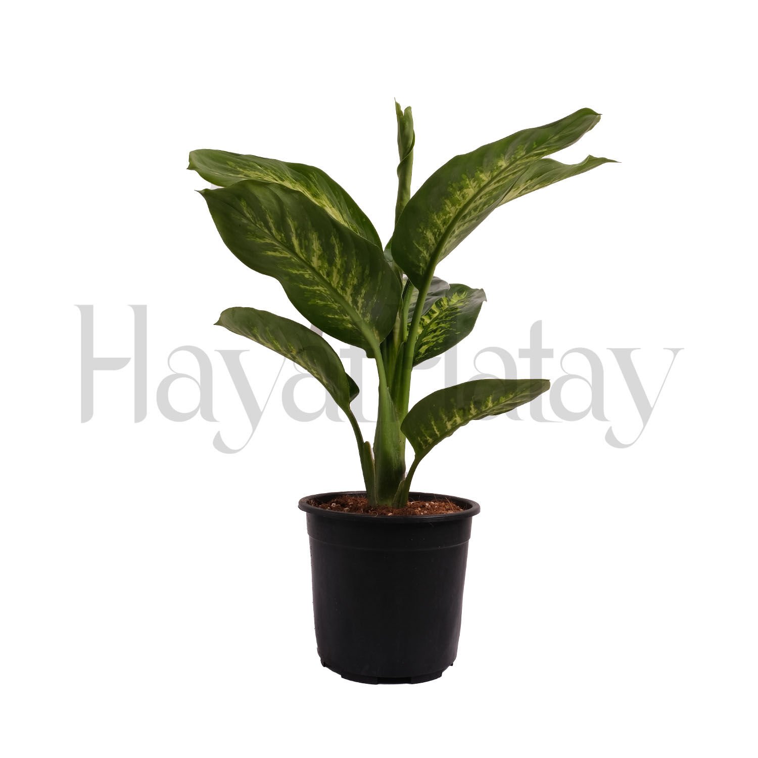 Difenbahya Tropik - Tohumla Güçlenen Eller Kadın Kooperatifi