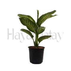 Difenbahya Tropik - Tohumla Güçlenen Eller Kadın Kooperatifi