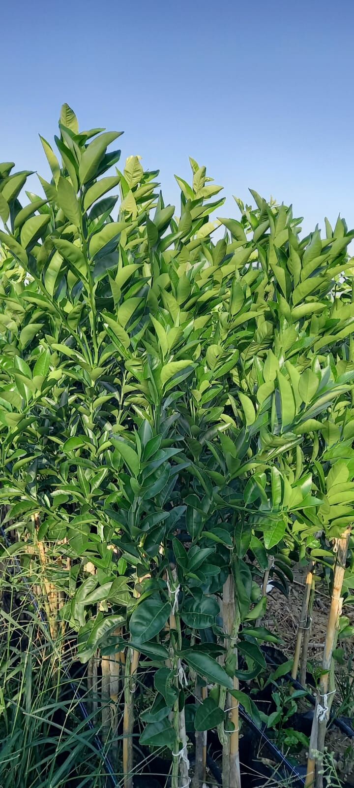 Mandalina (W. Morgot) - Hatay Üreten Eller Kadın Kooperatifi