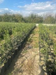 1 Yaş Arbekino Zeytin - Hatay Üreten Eller Kadın Kooperatifi