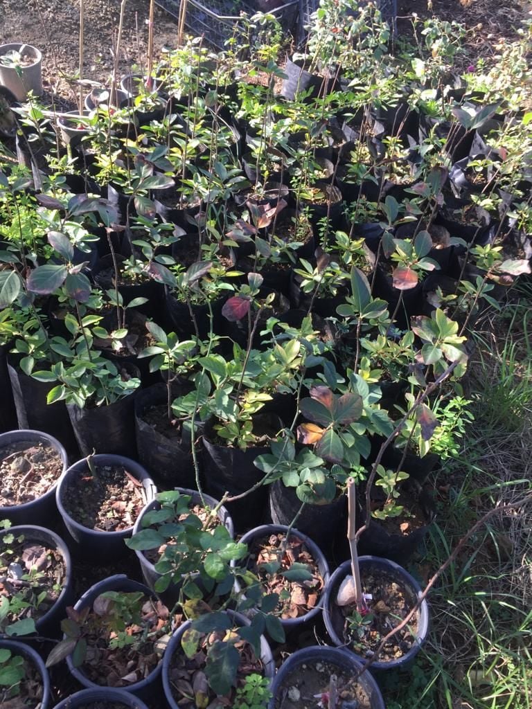 Aronya - Hatay Üreten Eller Kadın Kooperatifi