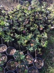 Aronya - Hatay Üreten Eller Kadın Kooperatifi