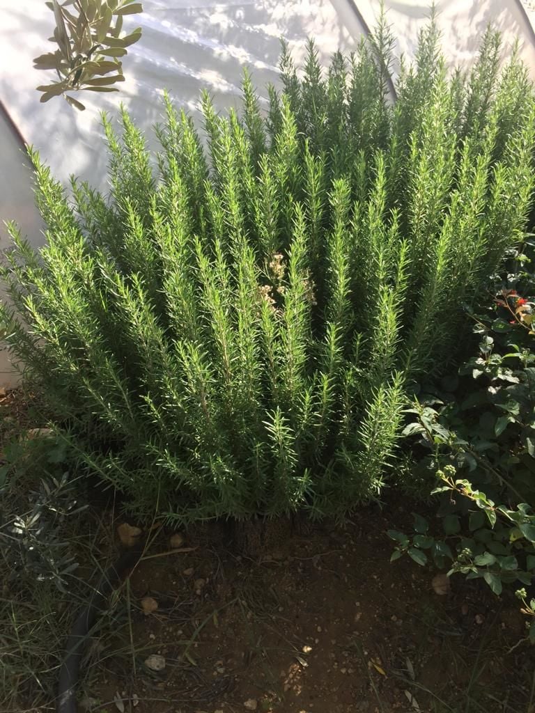 Biberiye 2 yaş - Hatay Üreten Eller Kadın Kooperatifi