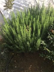 Biberiye 2 yaş - Hatay Üreten Eller Kadın Kooperatifi