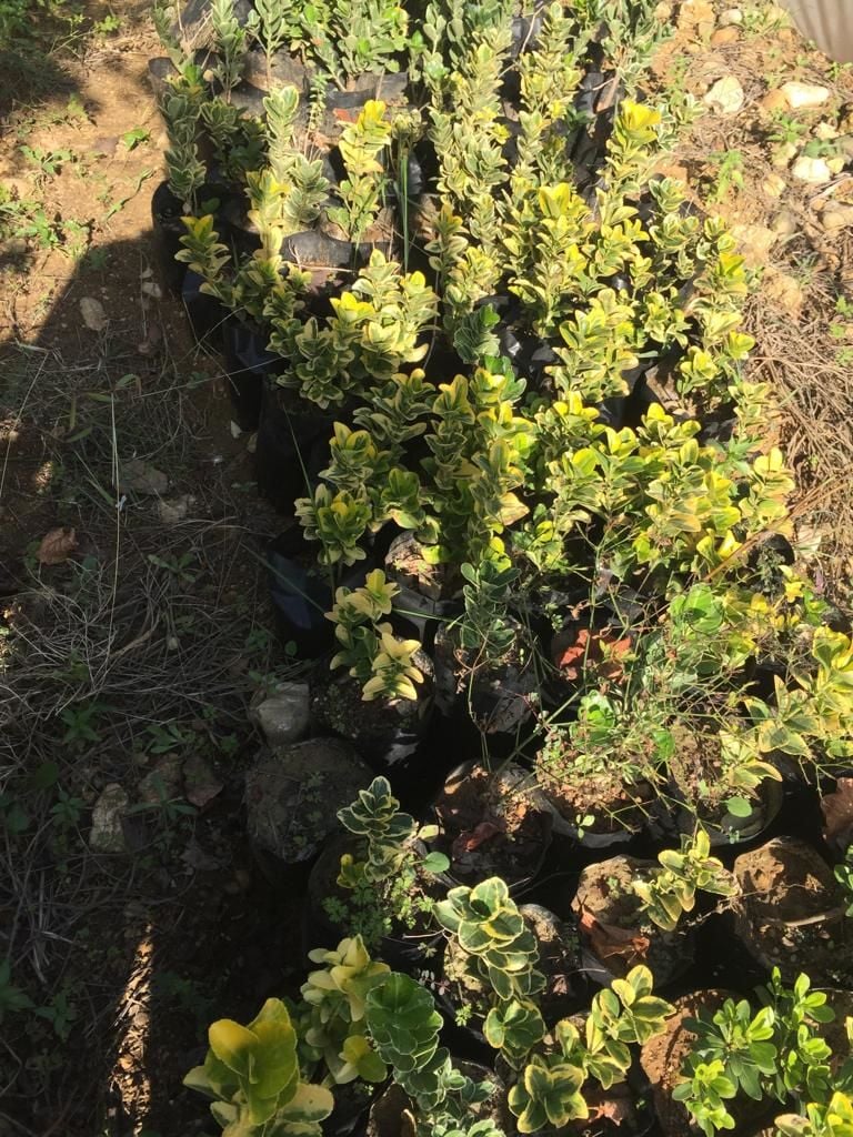 Gold Taflan - Hatay Üreten Eller Kadın Kooperatifi