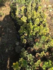 Gold Taflan - Hatay Üreten Eller Kadın Kooperatifi