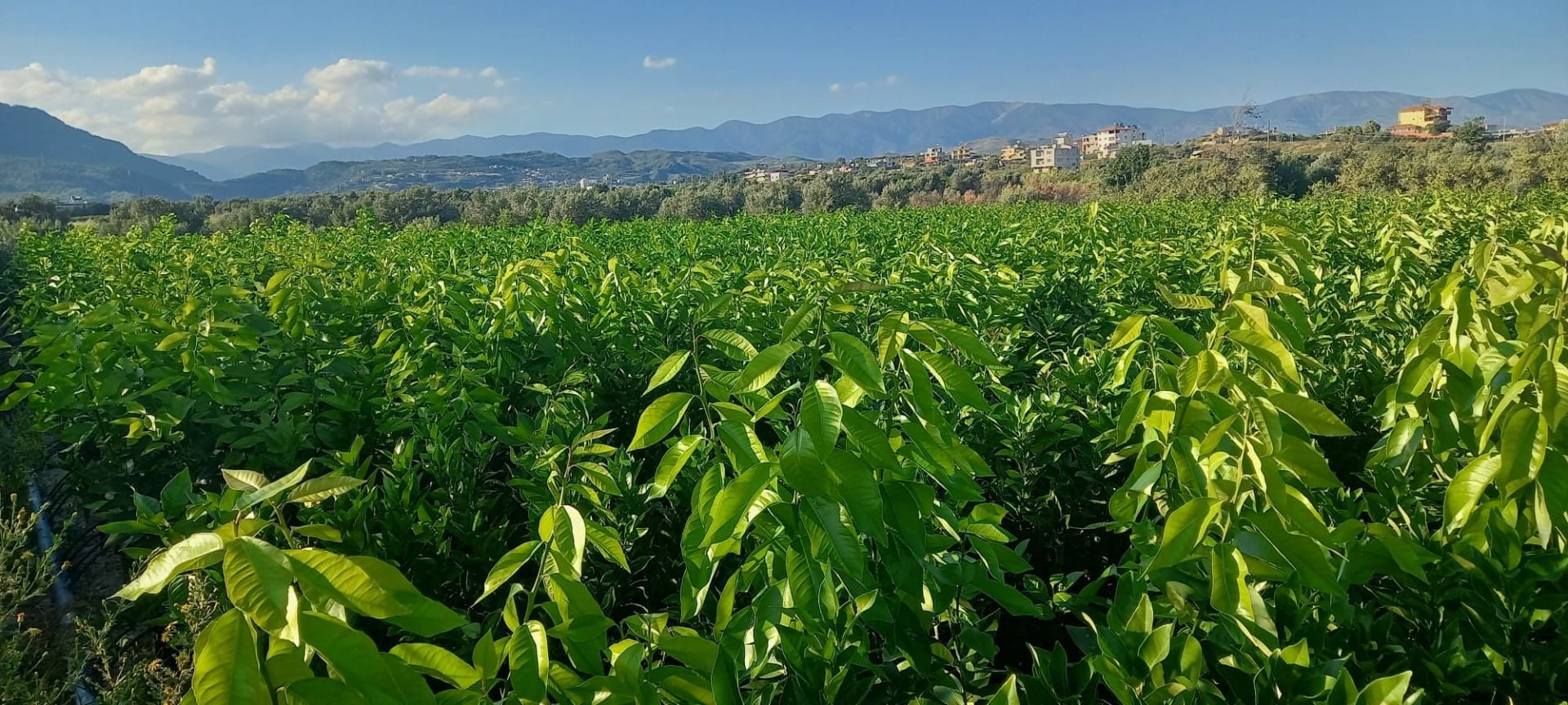 Portakal Fidanı (Cara Cara) - Hatay Üreten Eller Kadın Kooperatifi