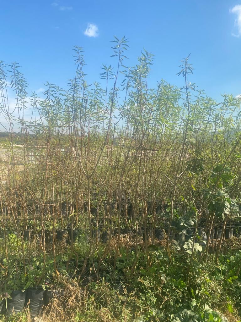 Badem Fidan (2 Yaş) - Hatay Üreten Eller Kadın Kooperatifi