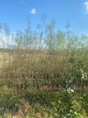 Badem Fidan (2 Yaş) - Hatay Üreten Eller Kadın Kooperatifi