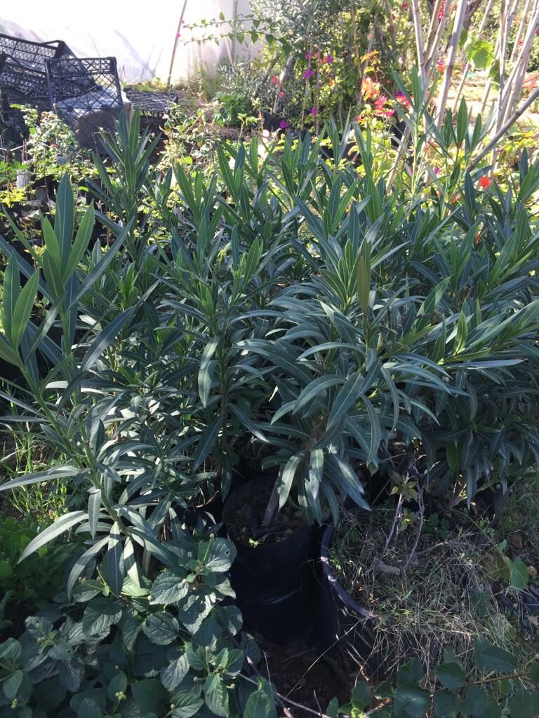 Katmerli Zakkum - Hatay Üreten Eller Kadın Kooperatifi