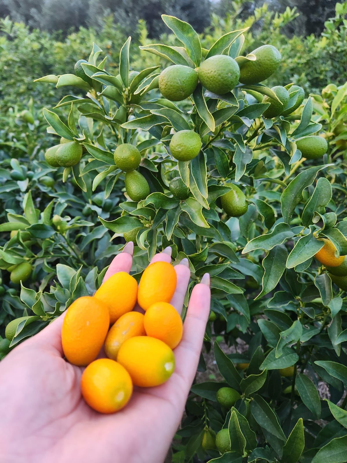 Kamkat Bitkisi - Kumkuat Meyveli (Saksıda) - Hatay Üreten Eller Kadın Kooperatifi