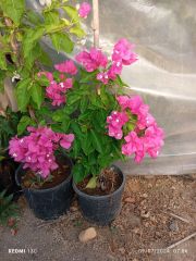 Bodur Begonvil - Hatay Üreten Eller Kadın Kooperatifi