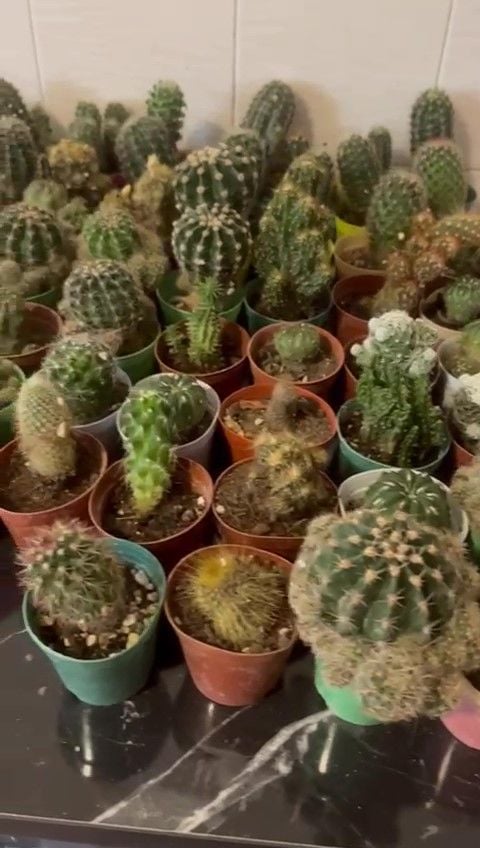 Kaktüs - Hatay Üreten Eller Kadın Kooperatifi