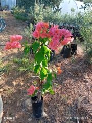 Begonvil - Hatay Üreten Eller Kadın Kooperatifi