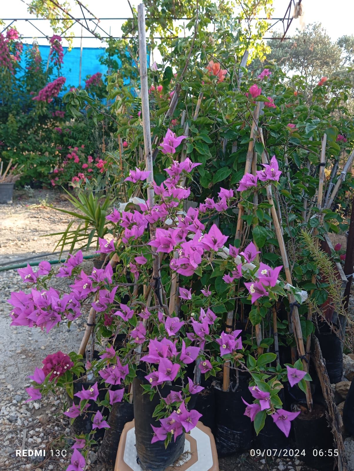Begonvil - Hatay Üreten Eller Kadın Kooperatifi