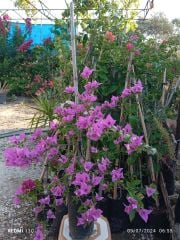 Begonvil - Hatay Üreten Eller Kadın Kooperatifi