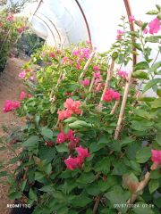 Begonvil - Hatay Üreten Eller Kadın Kooperatifi