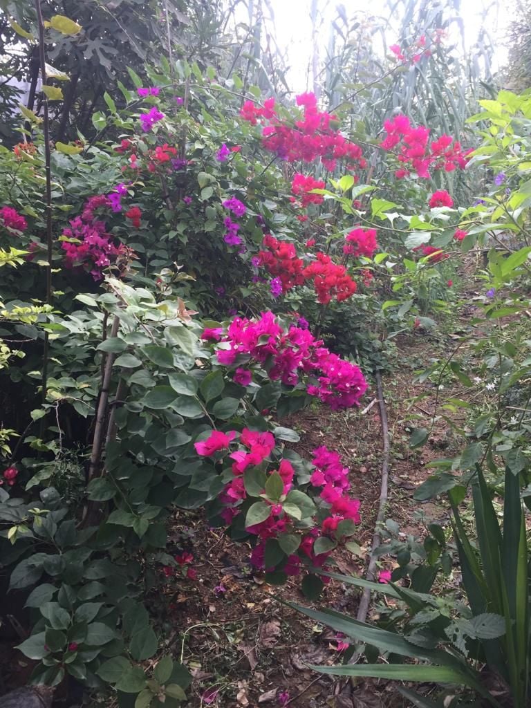 Begonvil (2 yaş) - Hatay Üreten Eller Kadın Kooperatifi