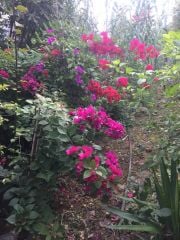 Begonvil (2 yaş) - Hatay Üreten Eller Kadın Kooperatifi