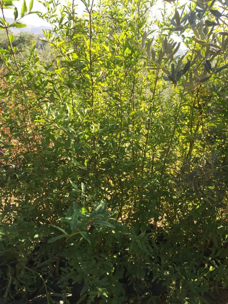 Hicaz Narı - Hatay Üreten Eller Kadın Kooperatifi