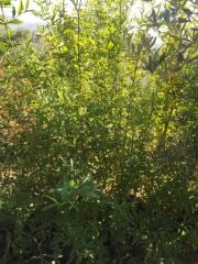 Hicaz Narı - Hatay Üreten Eller Kadın Kooperatifi