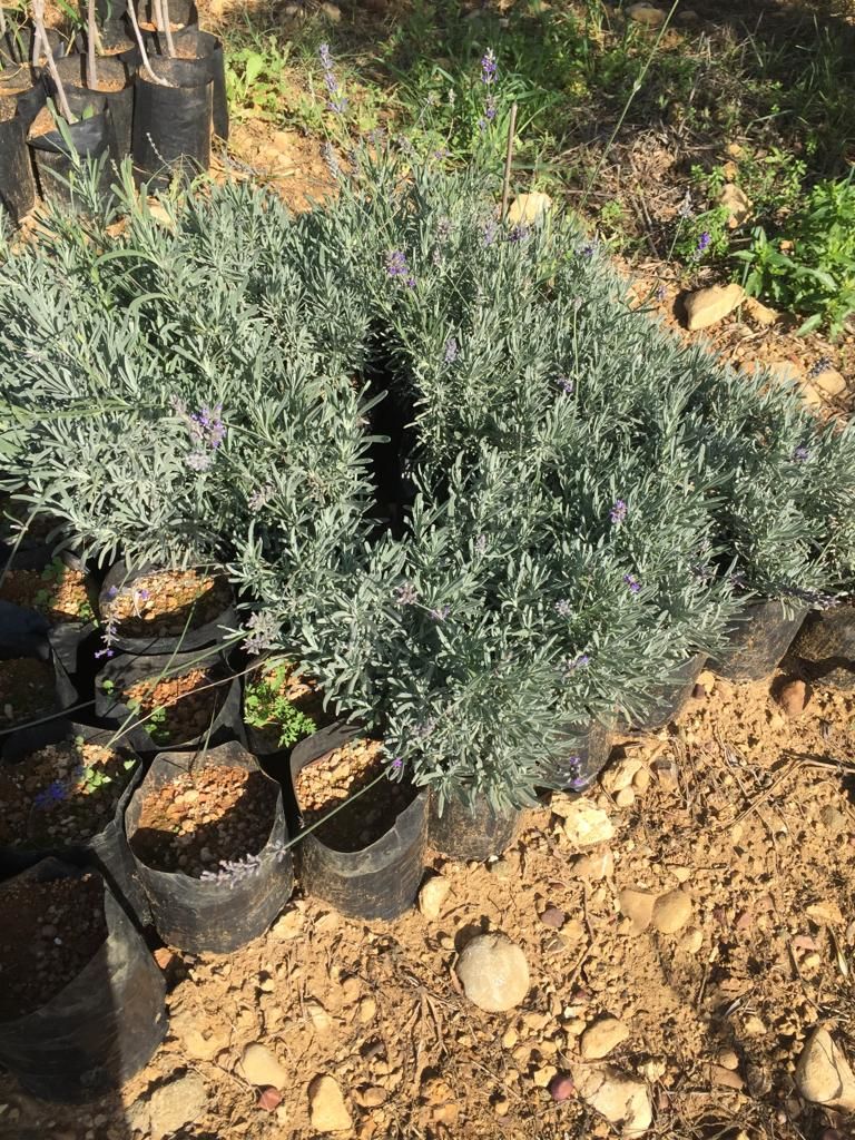 Lavanta - Hatay Üreten Eller Kadın Kooperatifi