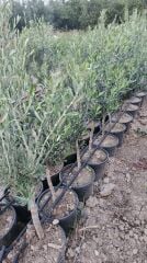 Saksıda Zeytin (3 Yaş) - Hatay Üreten Eller Kadın Kooperatifi