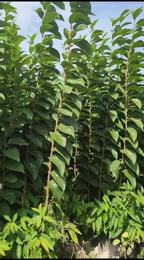 Rojo Brillante - Trabzon Hurması - Hatay Üreten Eller Kadın Kooperatifi