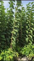 Rojo Brillante - Trabzon Hurması - Hatay Üreten Eller Kadın Kooperatifi