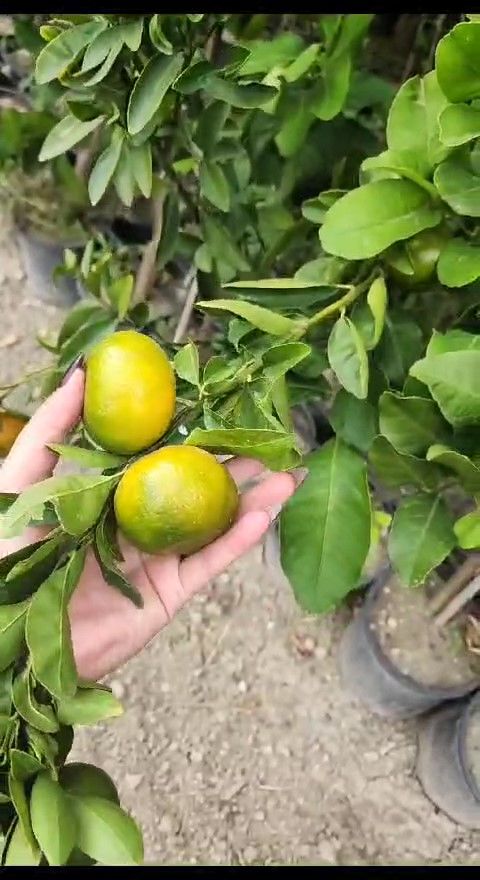 Mandalina Fidanı - W. Murcott - Hatay Üreten Eller Kadın Kooperatifi