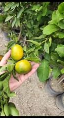 Mandalina Fidanı - W. Murcott - Hatay Üreten Eller Kadın Kooperatifi