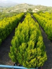 Limoni Servi - (3 Yaş) - Hatay Üreten Eller Kadın Kooperatifi