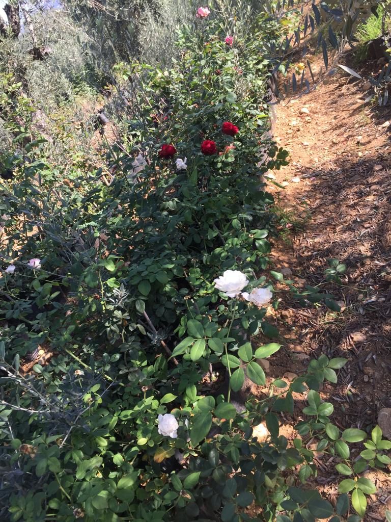 Gül - Hatay Üreten Eller Kadın Kooperatifi