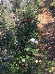 Gül - Hatay Üreten Eller Kadın Kooperatifi